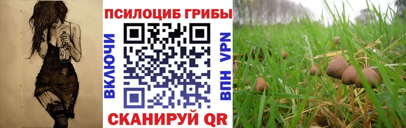 Псилоцибиновые грибы прущие грибы Кувшиново
